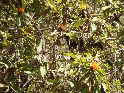 Orange flowers on a tree.